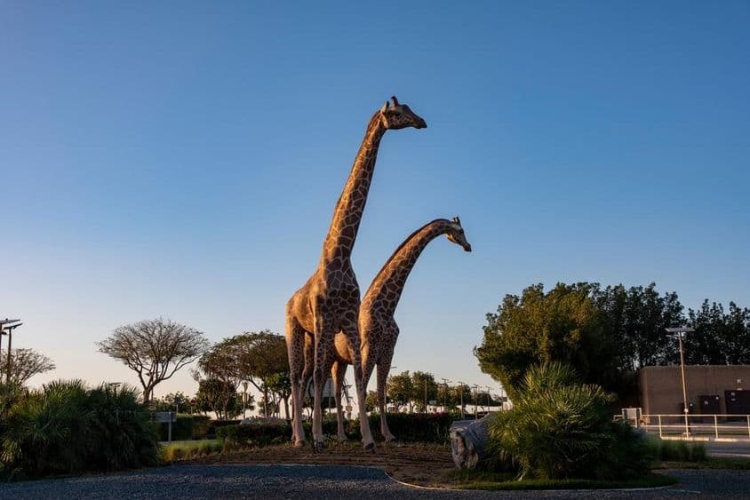Giraffes
