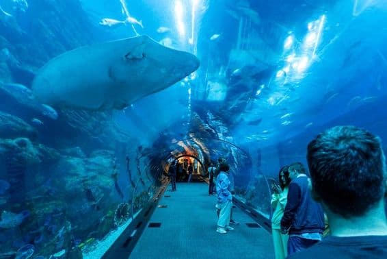 Dubai aquarium, underwater tunnel with people walking through, and a large stingray swimming above.