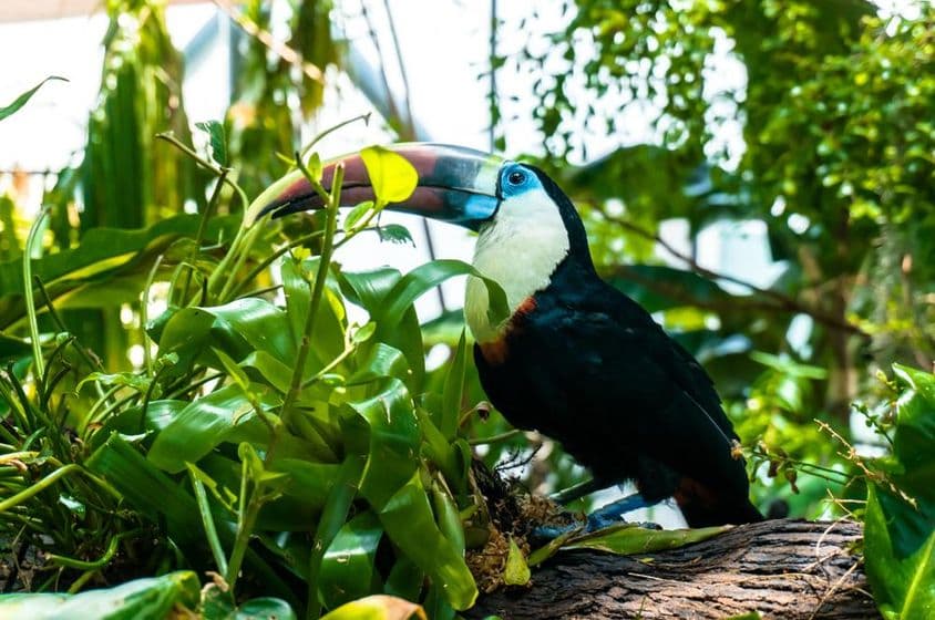Toucan resting on a tree, with green plant in front.