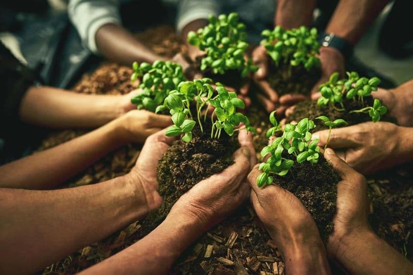Human hands holding green plants with roots covered in soil.