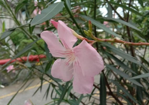 Oleander flower visible with green leaves and a road in the background.