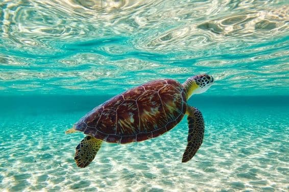 A turtle swimming in the sea.