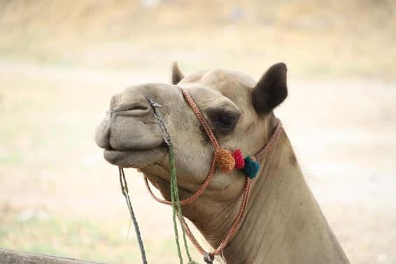 A camel with colorful ropes on it.
