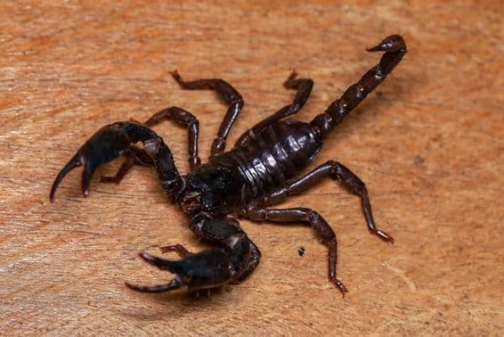 The image shows a scorpion.
