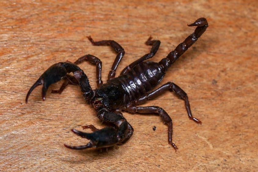The image shows a scorpion.
