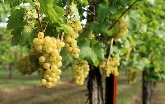 The image shows a grapevine with ripe grapes hanging.