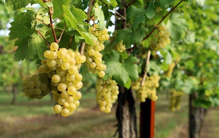 The image shows a grapevine with ripe grapes hanging.