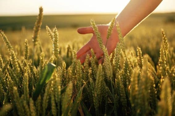 A wheat field gently caressed by a hand.