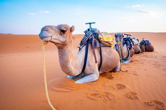 Camels lying in the desert with saddles on their backs, resting on the desert sand.