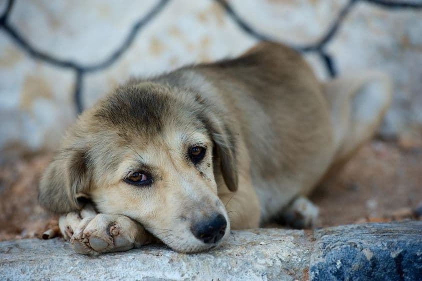 a cute little dog lying on the ground.