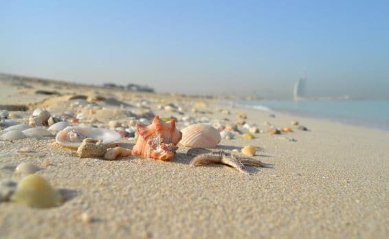 Seashells and snail shells in the sand with Burj Al Arab in the background.