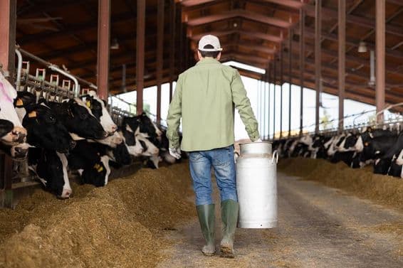 Cows on both sides, man carrying milk jug in center