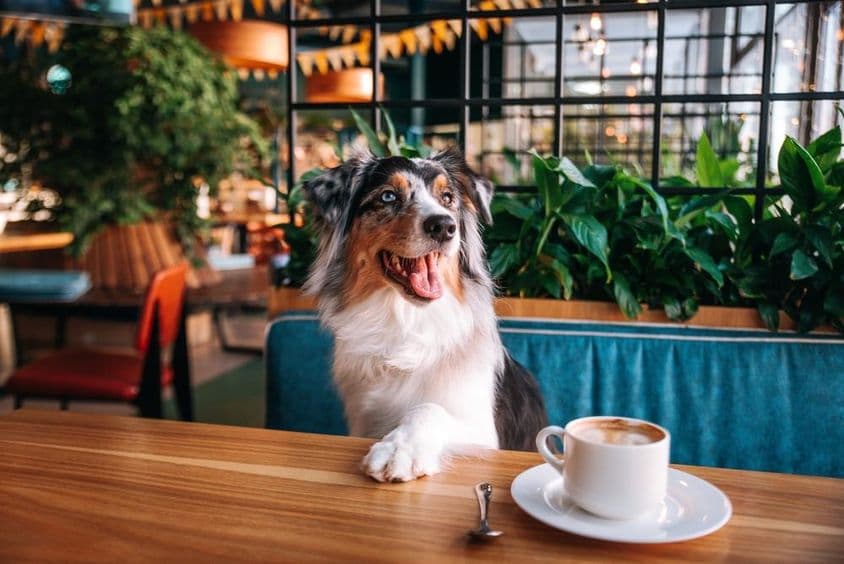 Dog sitting at a café table with a cup of coffee in front of it.