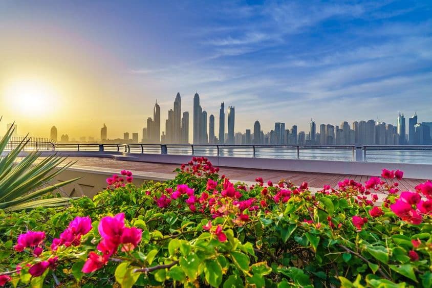 Dubai flowers, skyscrapers in the background.