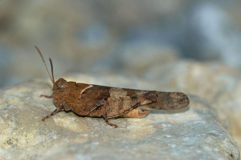 Locust resting on a rock.