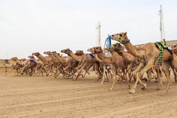 Camel race in Dubai.