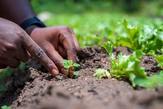 Careful planting of a tree seedling.