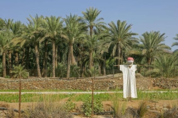 UAE agricultural area with scarecrow in foreground.