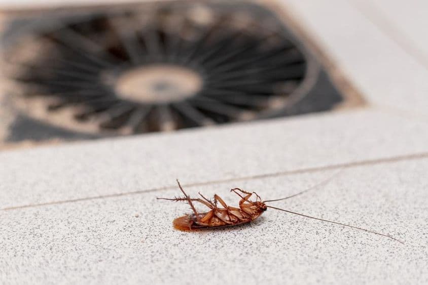 Cockroach lying on its back on the stone.