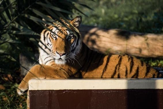 Tiger lying in the shade.