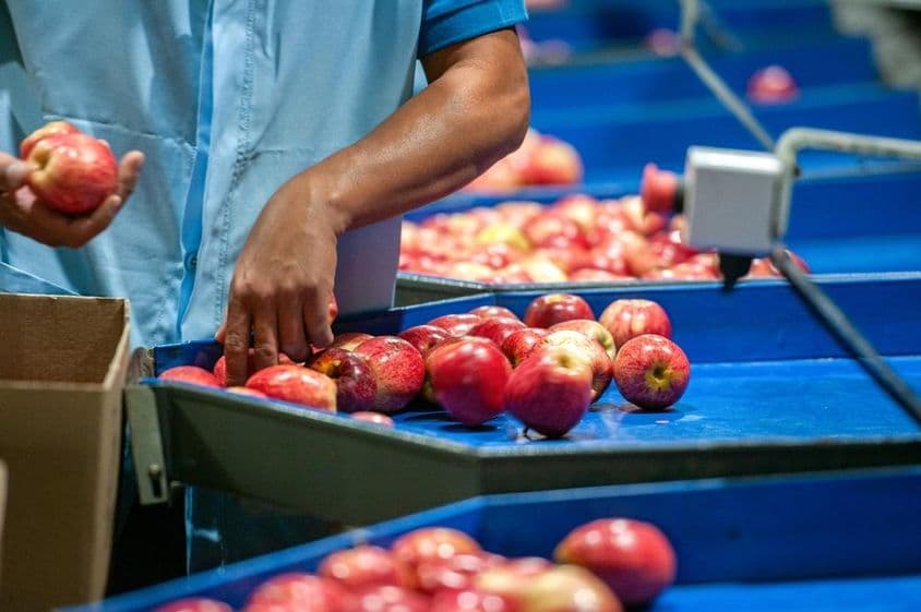A man sorting apples in a packaging plant.