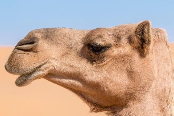 Camel's head.