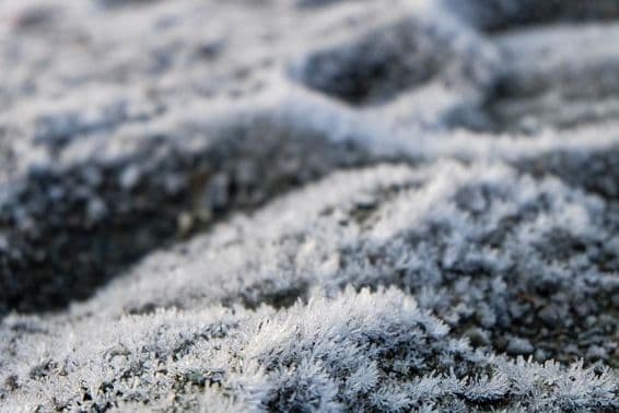 Frozen grass, frozen wildflowers.