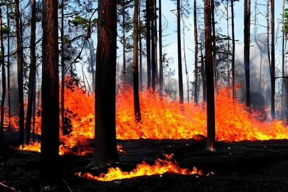 A wildfire is underway in Los Angeles, Malibu, USA.