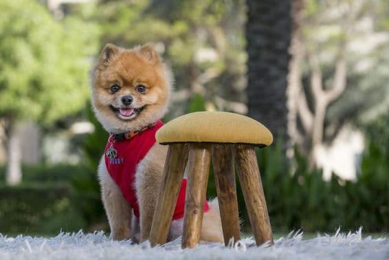 Pomeranian purebred dog in a red shirt.