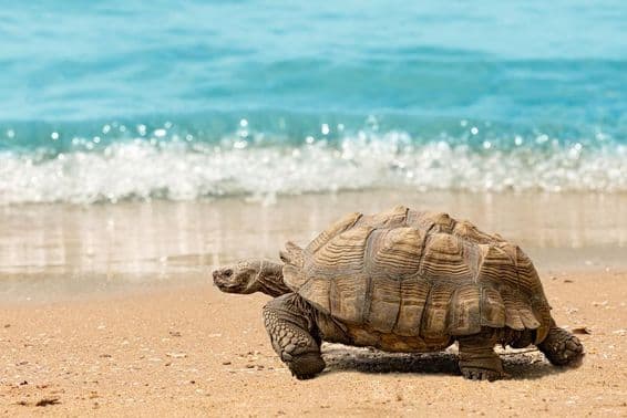 Giant turtle strolling on a sandy beach in front of a blue, sparkling sea.