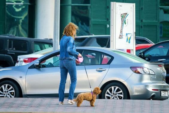 Woman walking a dog in Dubai, UAE.