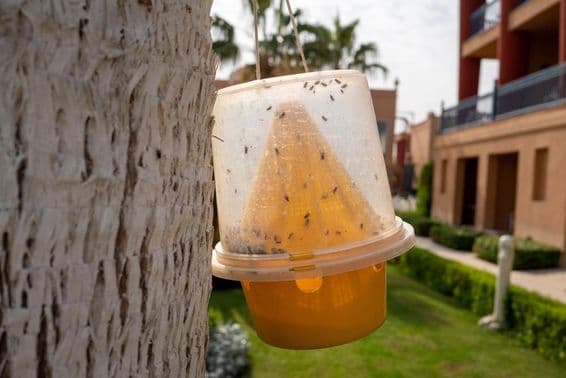 Trap for insects, such as mosquitoes and flies.