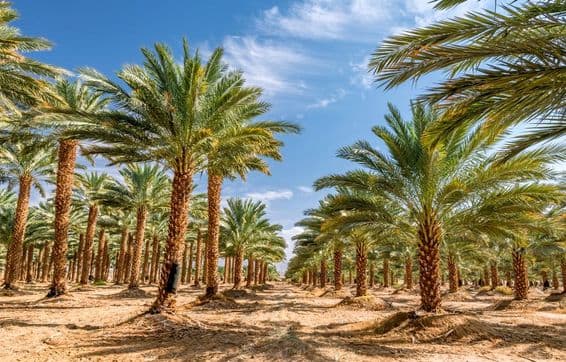 Palm tree plantation for healthy food production.