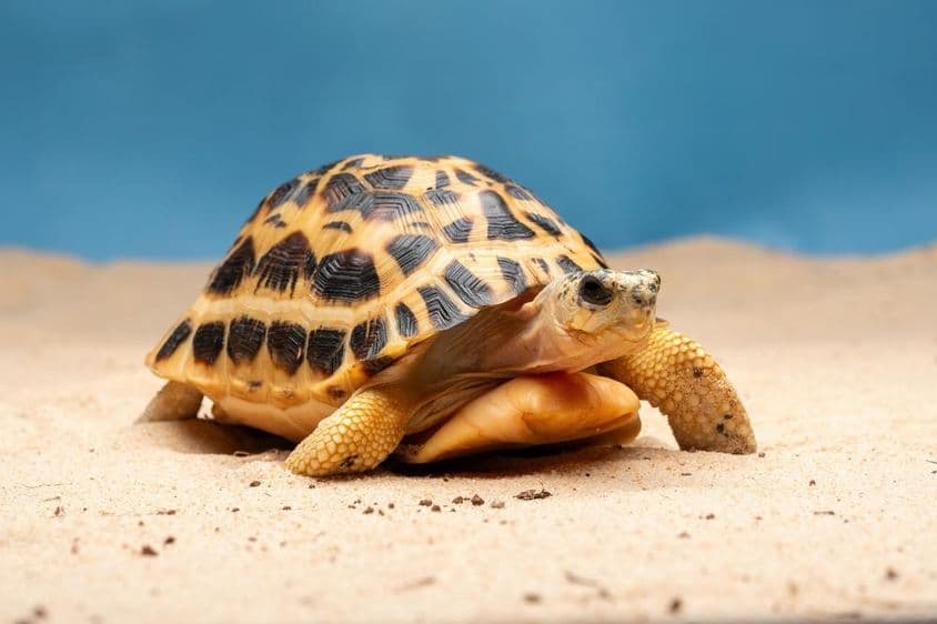 Spider tortoise (Pyxis arachnoides).