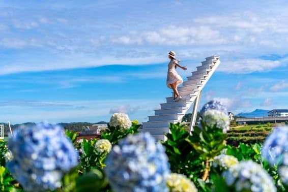 Young female traveler enjoying a flourishing hydrangea garden.