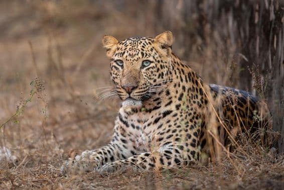 Large male leopard sitting in the grass.