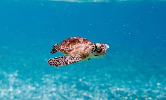 An adorable tiny turtle swims determinedly, its flippers moving quickly to push it forward.