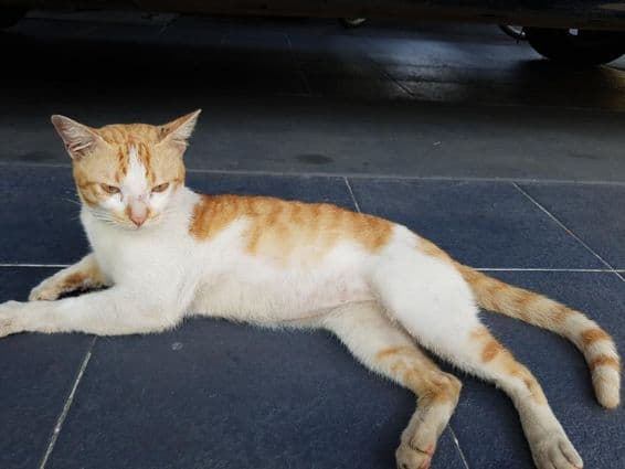 The Arabian Mau, a breed of domestic cat.