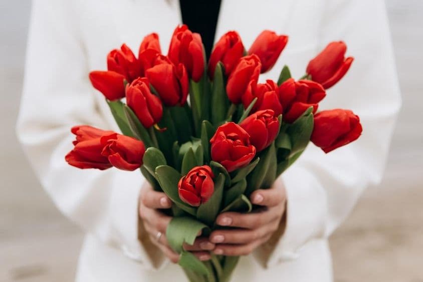 A bouquet of red tulip flowers.