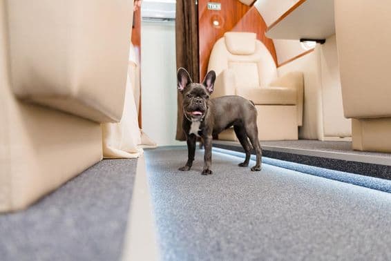 French bulldog walking on an airplane.