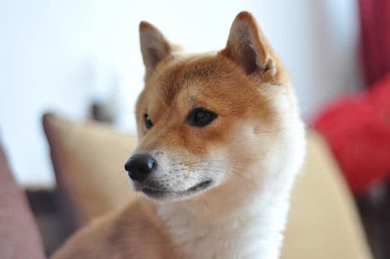 Close-up of a young Shiba Inu dog.