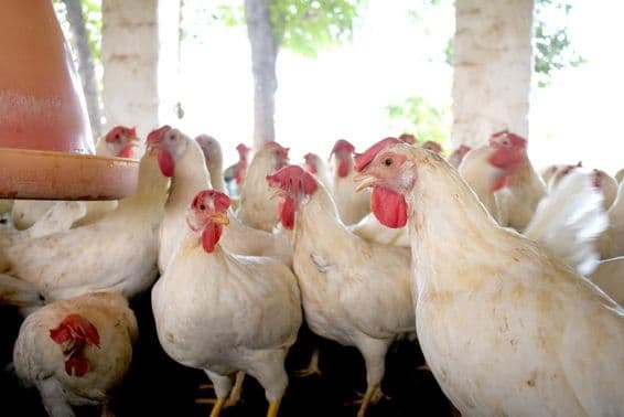 Group of healthy white chickens at a poultry farm.