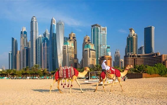View of Dubai Marina, camels, and the famous Jumeirah Beach in Dubai.
