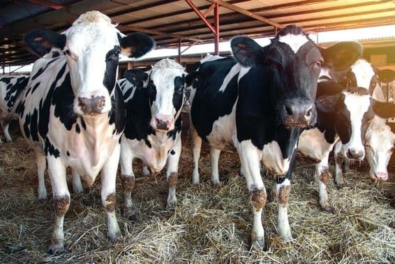 Several dairy cows in a barn.