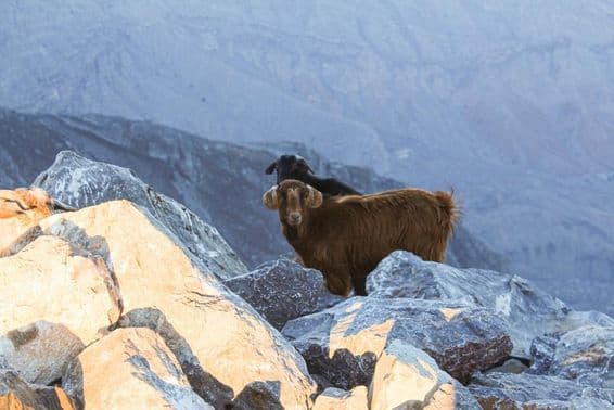 The Arabian Tahr at Jebel Jais, Ras Al Khaimah is observed.