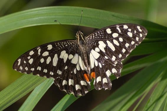 The chequered swallowtail butterfly on a red flower (Papilio demoleus) in Abu Dhabi.
