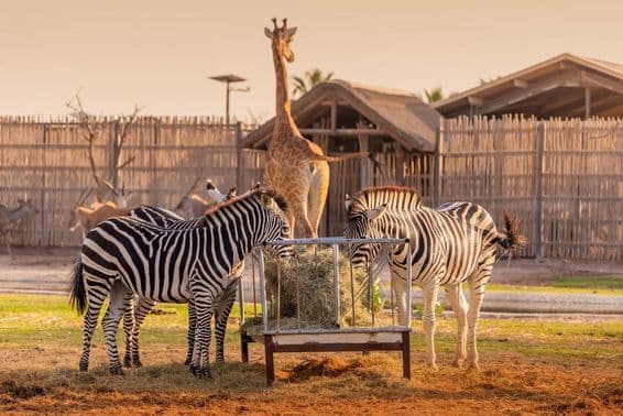 Several zebras eating fresh hay and mixed feed.