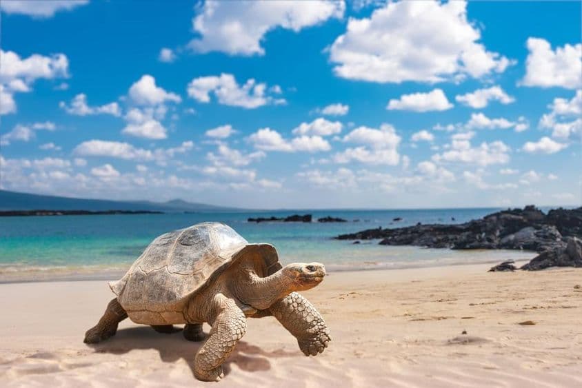 Galápagos Islands, Galápagos tortoise.
