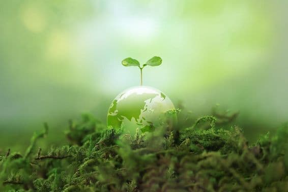 A new sprout growing on Earth.