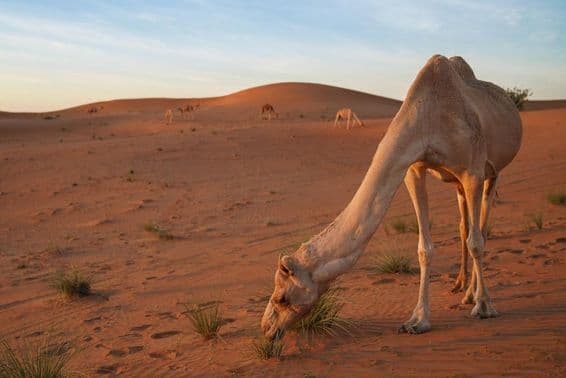 Sharjah, several camels in the middle of Mleiha desert.